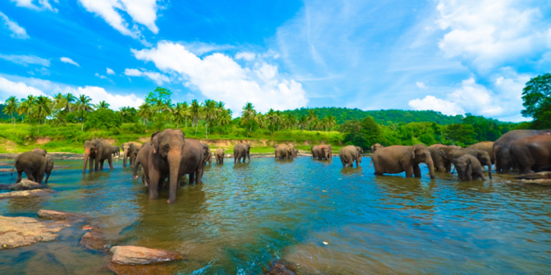 Asian elephants find water in Sri Lanka