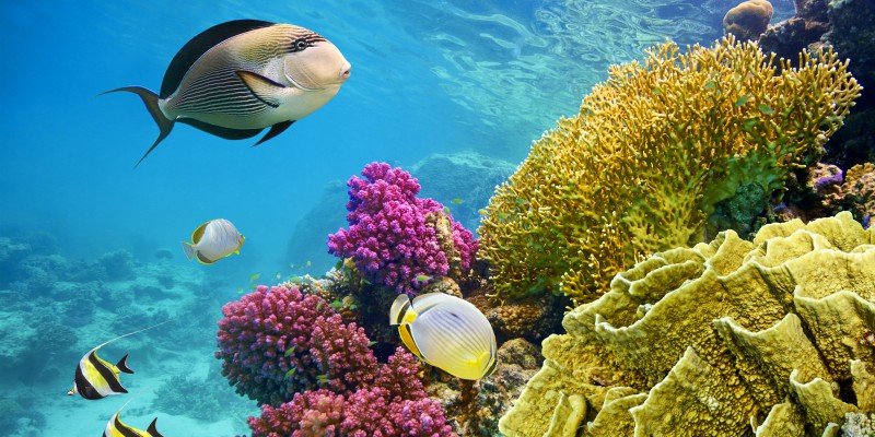 Colourful coral and exotic fish