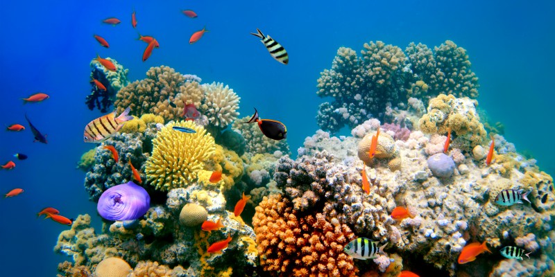 Underwater Egypt