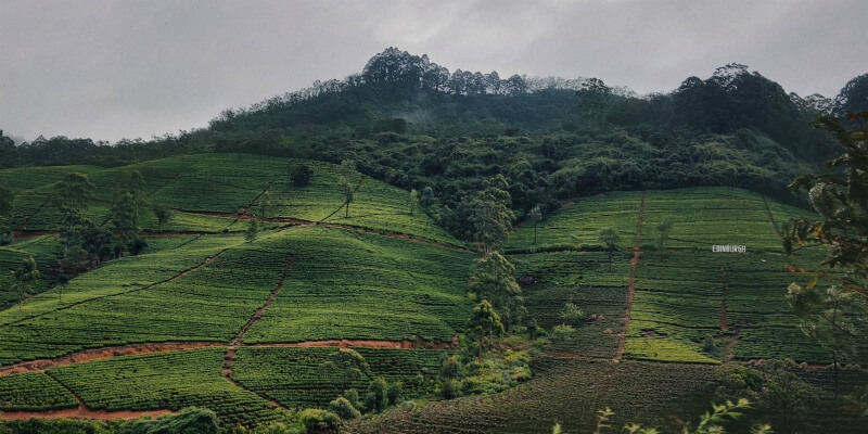 Nuwara Eliya