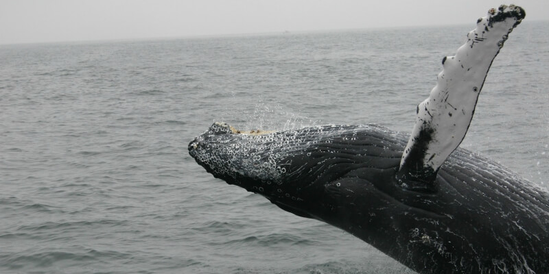 Sperm whale