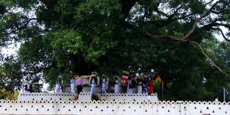 Sri Maha Bodhi