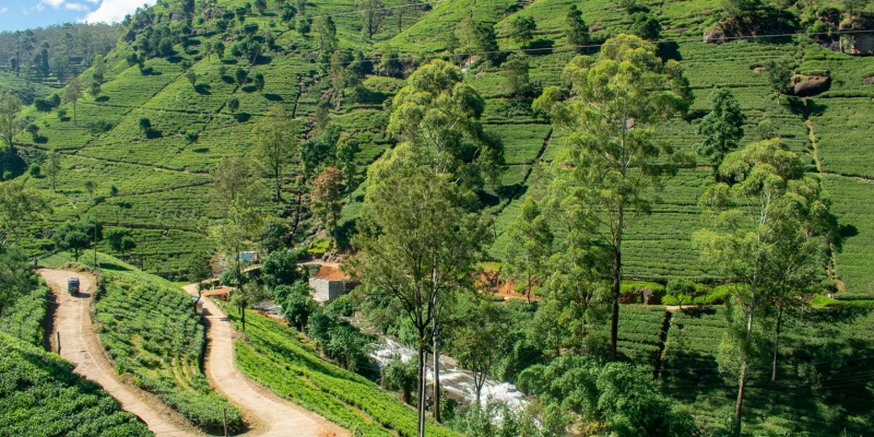 Sri Lankan tea country