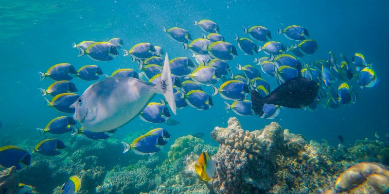 Tropical fish at home on the coral reef