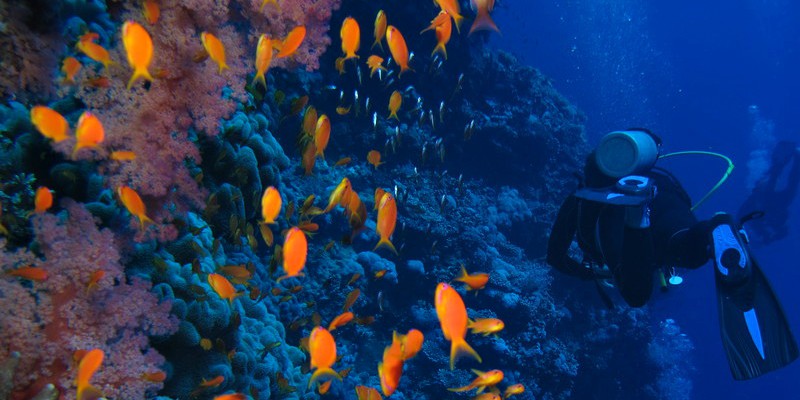 These are best dive sites in Mauritius