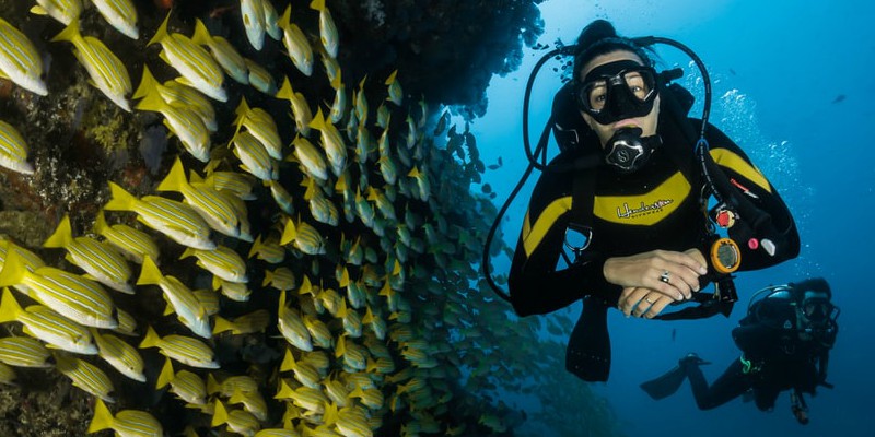 Woman diving through a school of fish