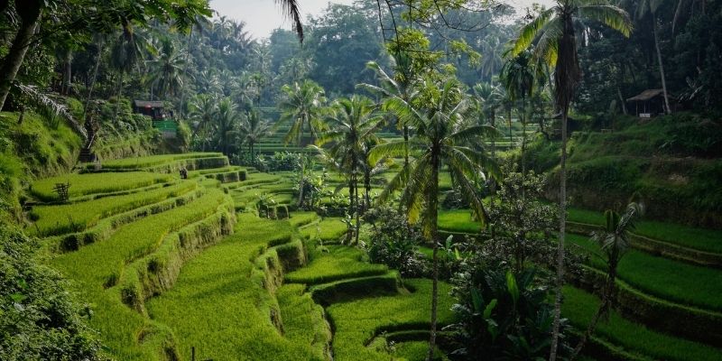 Tellalang Rice Terraces in Bali