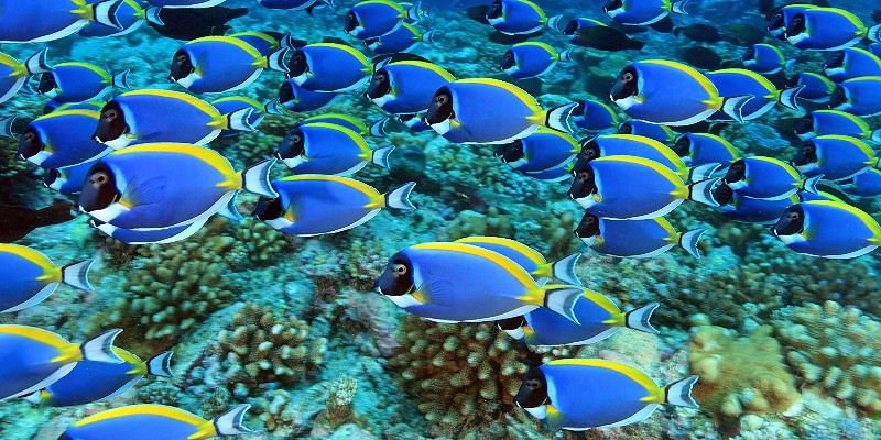 colourful reef fish swimming in tropical waters