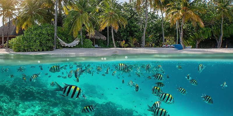 a picture showing fish swimming close to an island in the Maldives