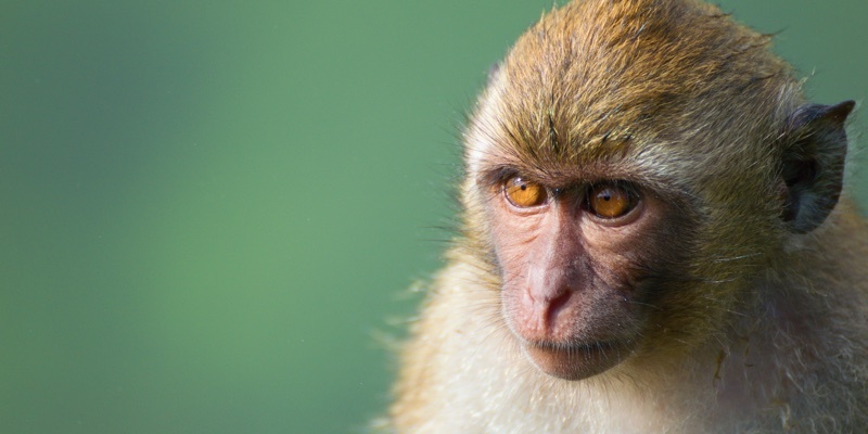 The Long tailed macaque monkey