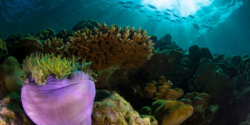 Underwater shot in Thailand