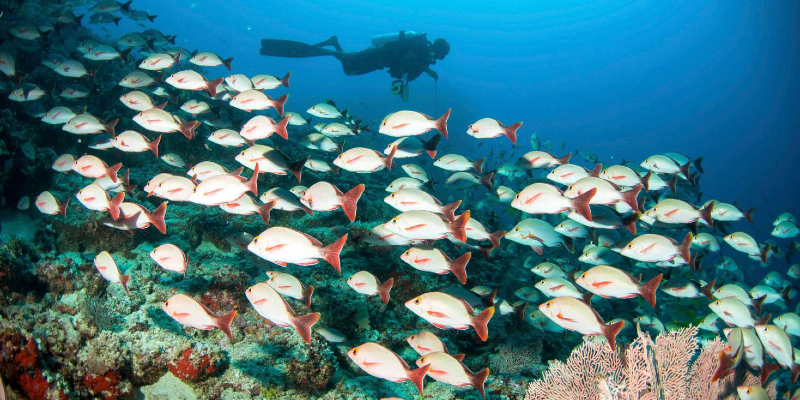 PADI Dive Centre