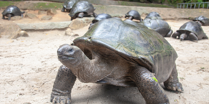 Aldabra giant tortoise. Image: Wikimedia