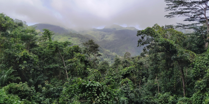 Morne Seychellois National Park. Image: Wikimedia