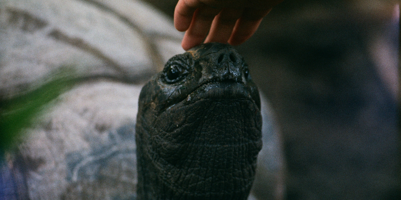 Giant Tortoise