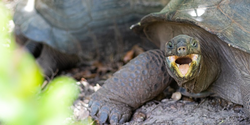 Image of a giant tortoise with its mouth open