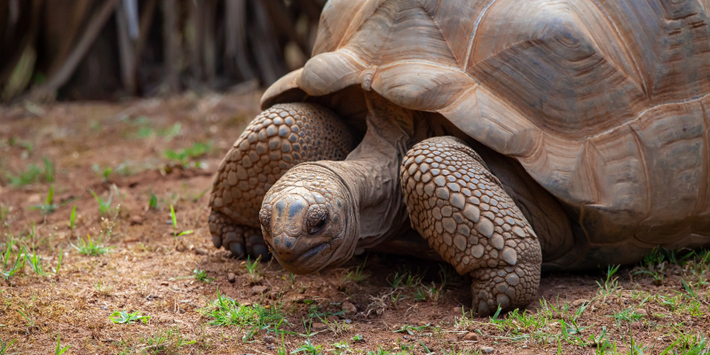 Aldabra giant tortoise