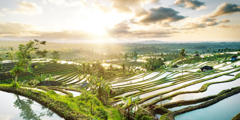 Jatiluwih Rice Terraces