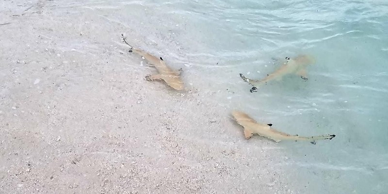 Baby blacktip reef sharks