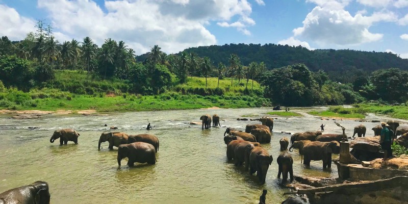 Elephants enjoying some time in the waters of a national park