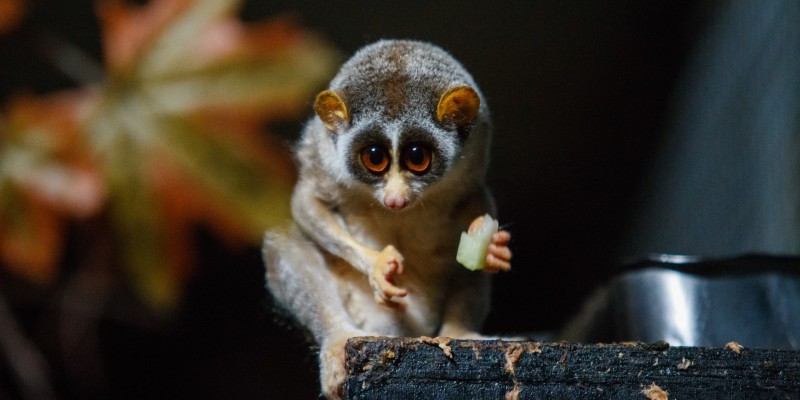 the rare Slender Loris