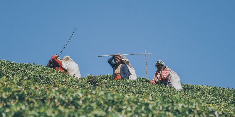 Women working in an Asian tea plantation