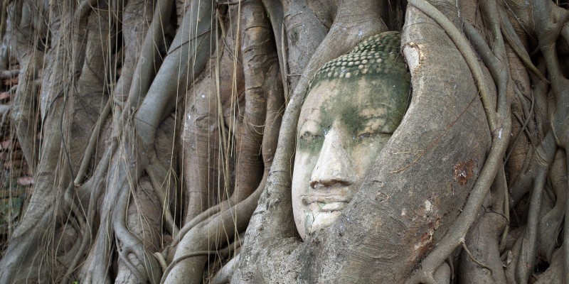 Buddha head entangled by old tree branches