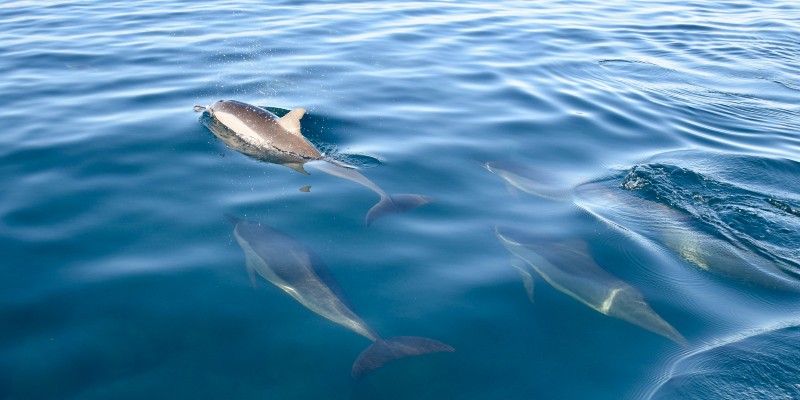 Go swimming with wild dolphins in Tamarin Bay 