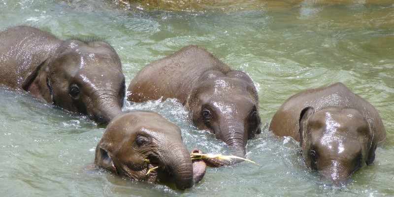 Young elephants playing in the river water