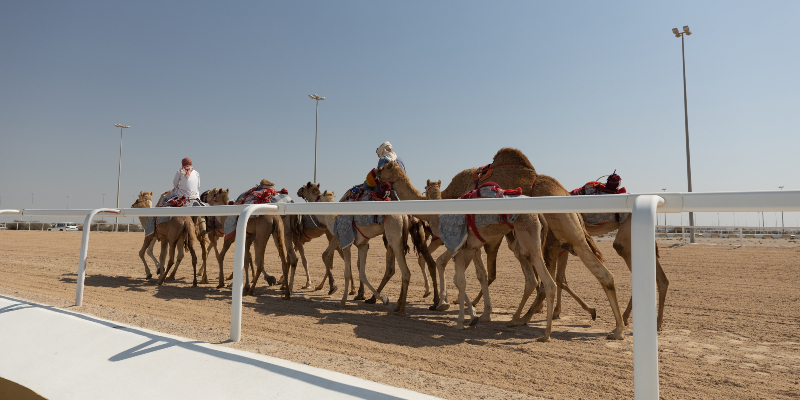 Camel Racing