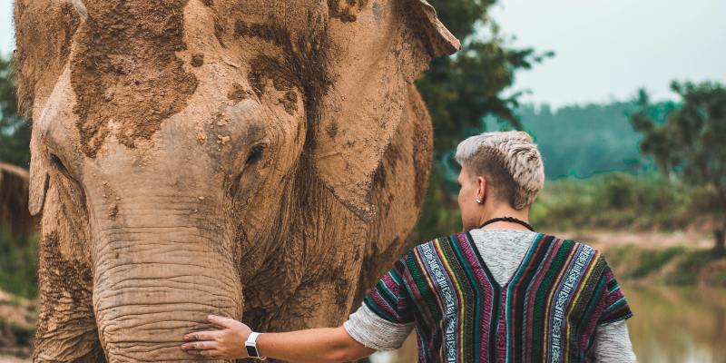 Elephant in Thailand