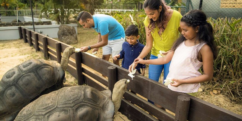 A family feeding giant tortoises