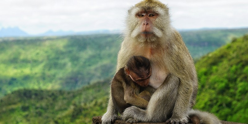 Mother monkey holding her baby
