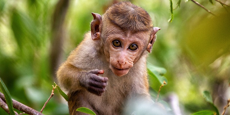 A baby toque macaque monkey