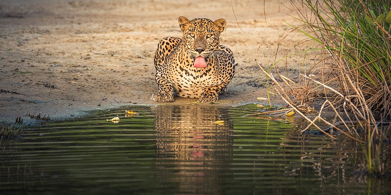 Leopard having a drink at a river