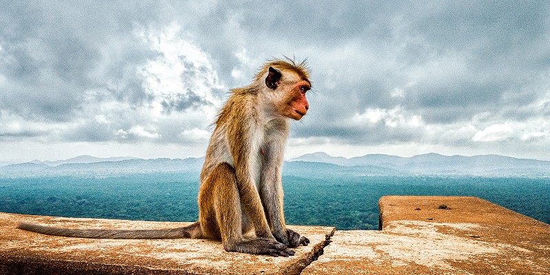 an adult Toque macaque sitting on a coastal wall