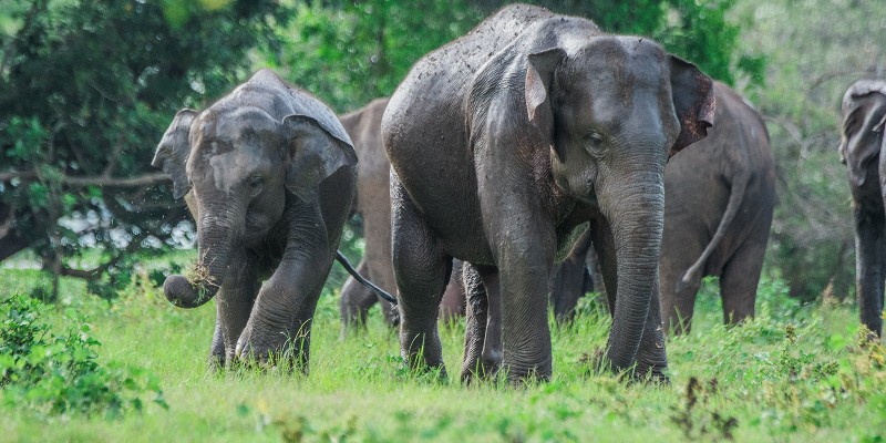 Elephants roaming free in Sri Lanka