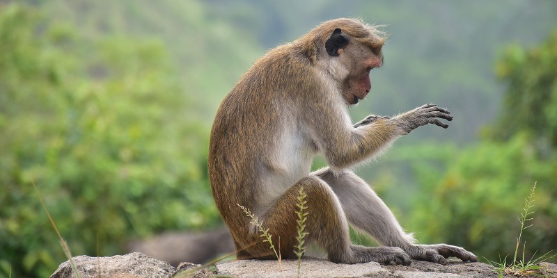 Monkey sitting in Sri Lanka