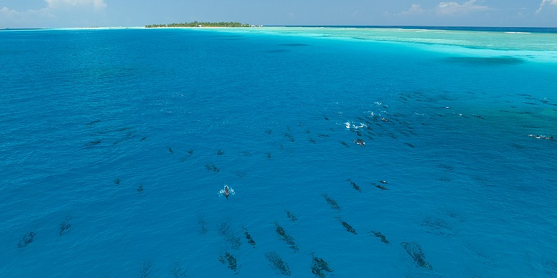dolphins swimming in the Maldives
