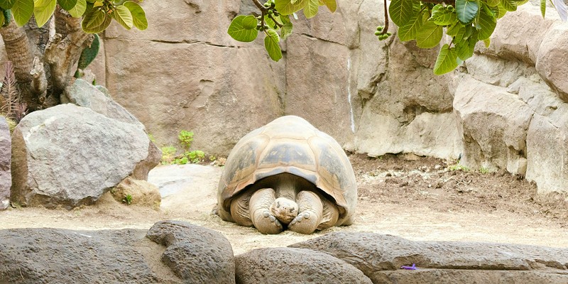 A giant tortoise at Vanille Nature Park, Mauritius